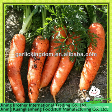 Nueva cosecha de zanahoria / fresca nueva cosecha de zanahoria / Nueva cosecha de zanahoria China